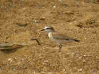 Gravelot à front blanc Charadrius marginatus