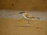 Gravelot à front blanc Charadrius marginatus