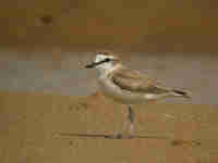 Gravelot à front blanc Charadrius marginatus