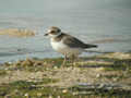 Grand Gravelot Charadrius hiaticula