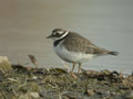 Grand Gravelot Charadrius hiaticula