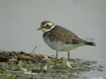 Grand Gravelot Charadrius hiaticula