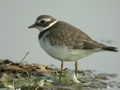 Grand Gravelot Charadrius hiaticula