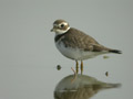 Grand Gravelot Charadrius hiaticula