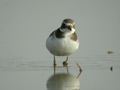 Grand Gravelot Charadrius hiaticula