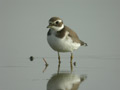 Grand Gravelot Charadrius hiaticula