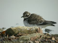 Grand Gravelot Charadrius hiaticula