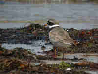 Grand Gravelot Charadrius hiaticula