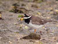 Grand Gravelot Charadrius hiaticula