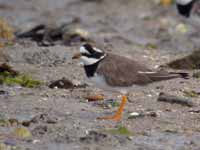 Grand Gravelot Charadrius hiaticula