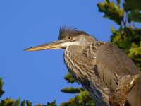 Grand Héron Ardea herodias