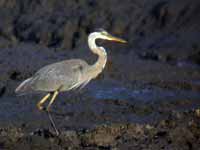 Grand Héron Ardea herodias