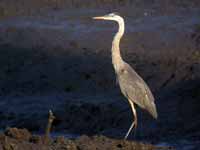 Grand Héron Ardea herodias