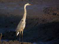 Grand Héron Ardea herodias