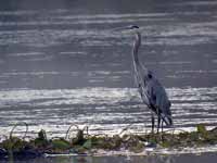 Grand Héron Ardea herodias