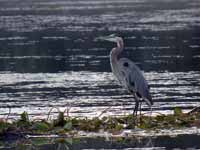 Grand Héron Ardea herodias