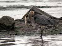 Grand Héron Ardea herodias