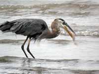 Grand Héron Ardea herodias