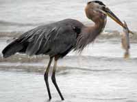 Grand Héron Ardea herodias