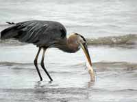 Grand Héron Ardea herodias