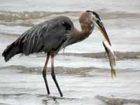 Grand Héron Ardea herodias