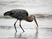 Grand Héron Ardea herodias