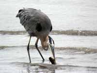 Grand Héron Ardea herodias