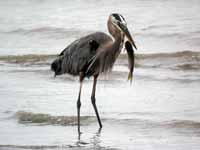 Grand Héron Ardea herodias