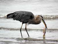 Grand Héron Ardea herodias