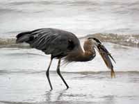 Grand Héron Ardea herodias