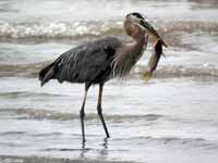 Grand Héron Ardea herodias