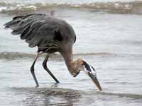 Grand Héron Ardea herodias