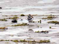 Gravelot kildir Charadrius vociferus