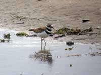 Gravelot kildir Charadrius vociferus