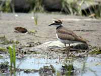 Gravelot kildir Charadrius vociferus