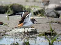 Gravelot kildir Charadrius vociferus