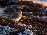 Gravelot kildir Charadrius vociferus