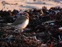 Gravelot kildir Charadrius vociferus