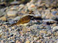 Gravelot kildir Charadrius vociferus