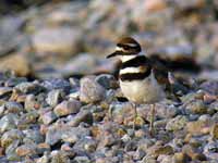 Gravelot kildir Charadrius vociferus