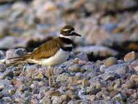 Gravelot kildir Charadrius vociferus