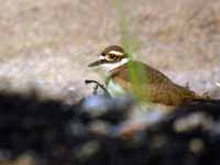 Gravelot kildir Charadrius vociferus