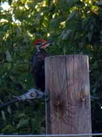 Grand Pic Dryocopus pileatus