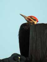 Grand Pic Dryocopus pileatus