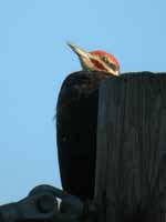 Grand Pic Dryocopus pileatus