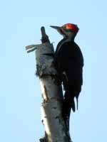 Grand Pic Dryocopus pileatus