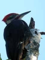 Grand Pic Dryocopus pileatus