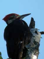 Grand Pic Dryocopus pileatus