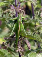 Grande Sauterelle verte (Tettigonia viridissima)