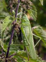 Grande Sauterelle verte (Tettigonia viridissima)